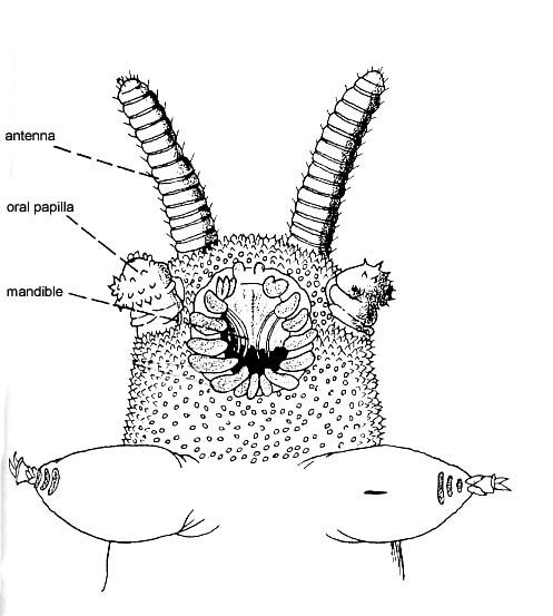 ONYCOPHORA