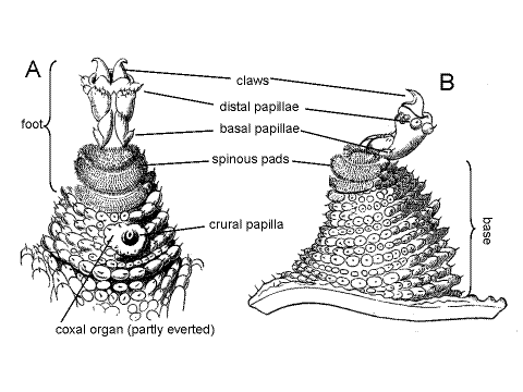 ONYCOPHORA