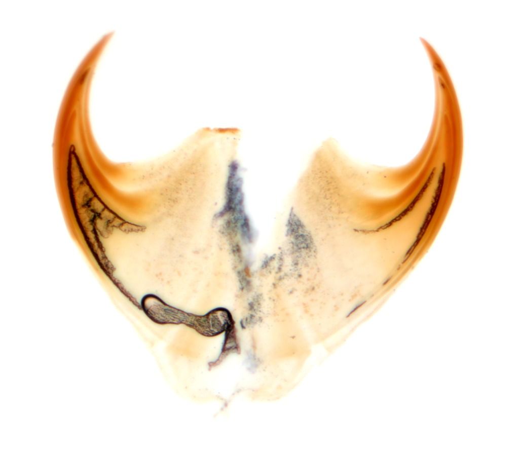 ONYCOPHORA