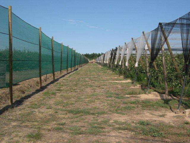 PROTECCIÓN DE INVERNADEROS CONTRA EL VIENTO