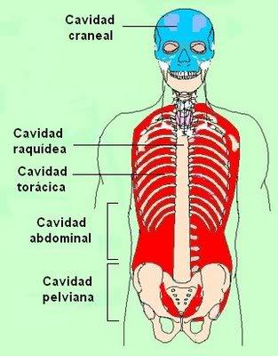 Cavidad Etimología: Del lat. cavĭtas, -ātis. (sus.F). Definición: Espacio hueco dentro de un cuerpo cualquiera.