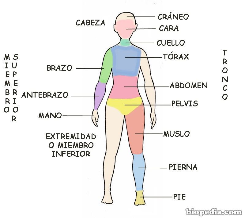 Región Etimología:Del lat. regio, -ōnis. (Sus. F) Definición: Cada una de las partes en que se considera dividido al exterior el cuerpo d...