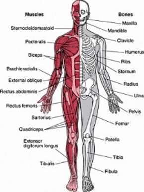ATLAS DEL CUERPO HUMANO