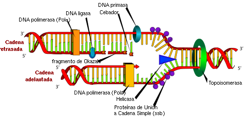 Etapa de Elongación