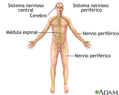 SISTEMA NERVIOSO