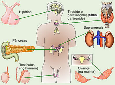 SISTEMA ENDOCRINO