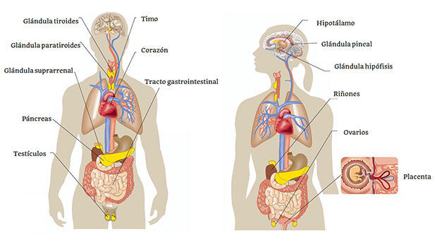 ATLAS DEL CUERPO HUMANO
