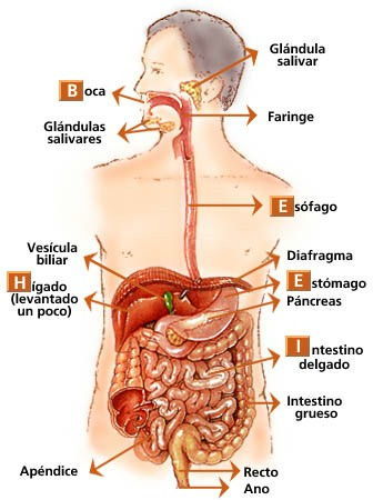 APARATO DIGESTIVO