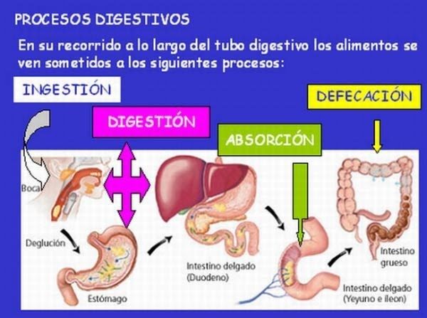ATLAS DEL CUERPO HUMANO