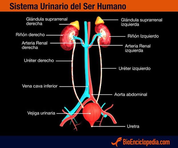 SISTEMA URINARIO