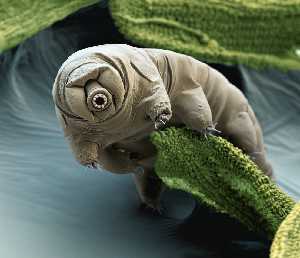 TARDIGRADA