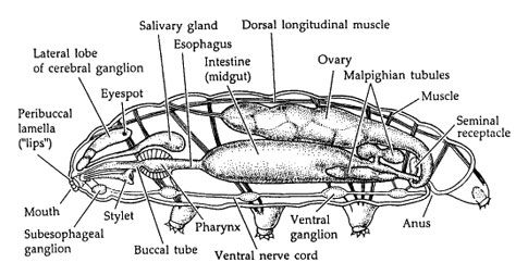 TARDIGRADA