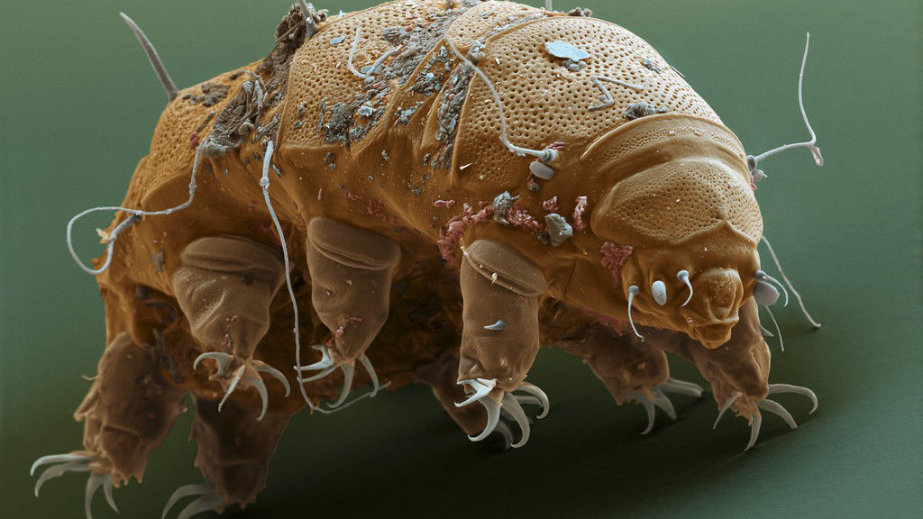 TARDIGRADA