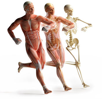 Movement in humans