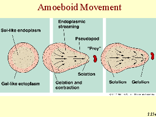 Ameoboid movement