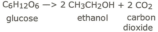 Equation for fermentation