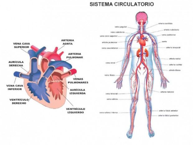 ATLAS DEL CUERPO HUMANO