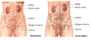 ATLAS DEL CUERPO HUMANO