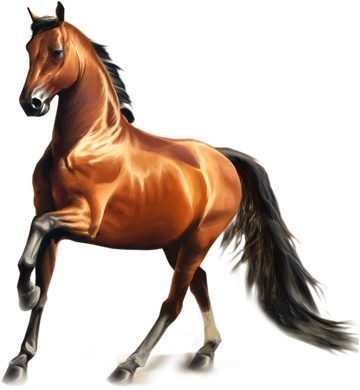 Cavalo