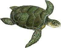 tartaruga