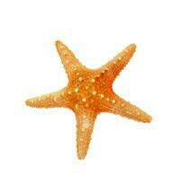 estrela do mar