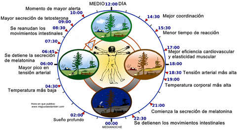 Ciclos Circadianos