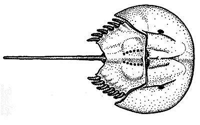 ARTHROPODA