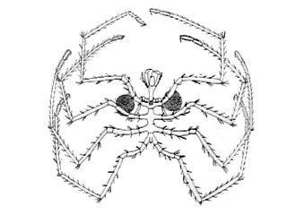 ARTHROPODA