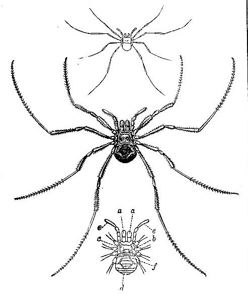 ARTHROPODA