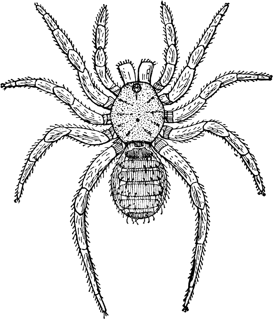 ARTHROPODA