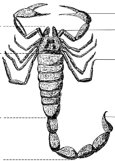 ARTHROPODA