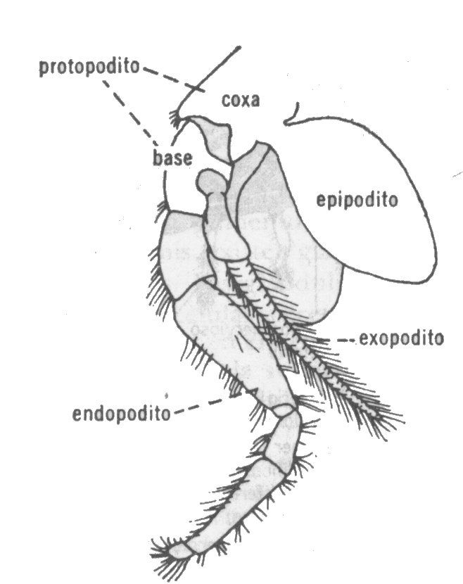 ARTHROPODA