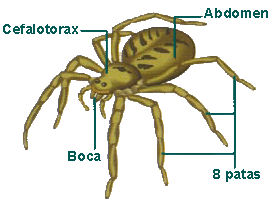 ARTHROPODA