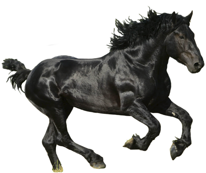 LA PIEL DEL CABALLO