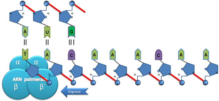 ETAPA DE ELONGACIÓN