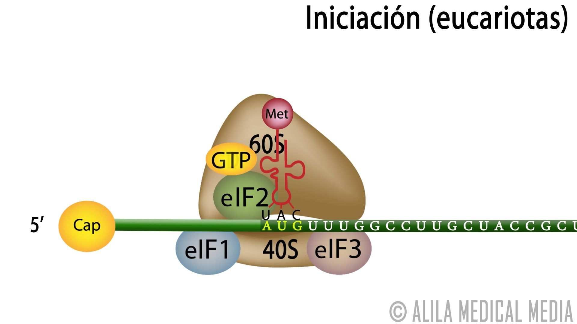 ETAPA DE INICIACIÓN