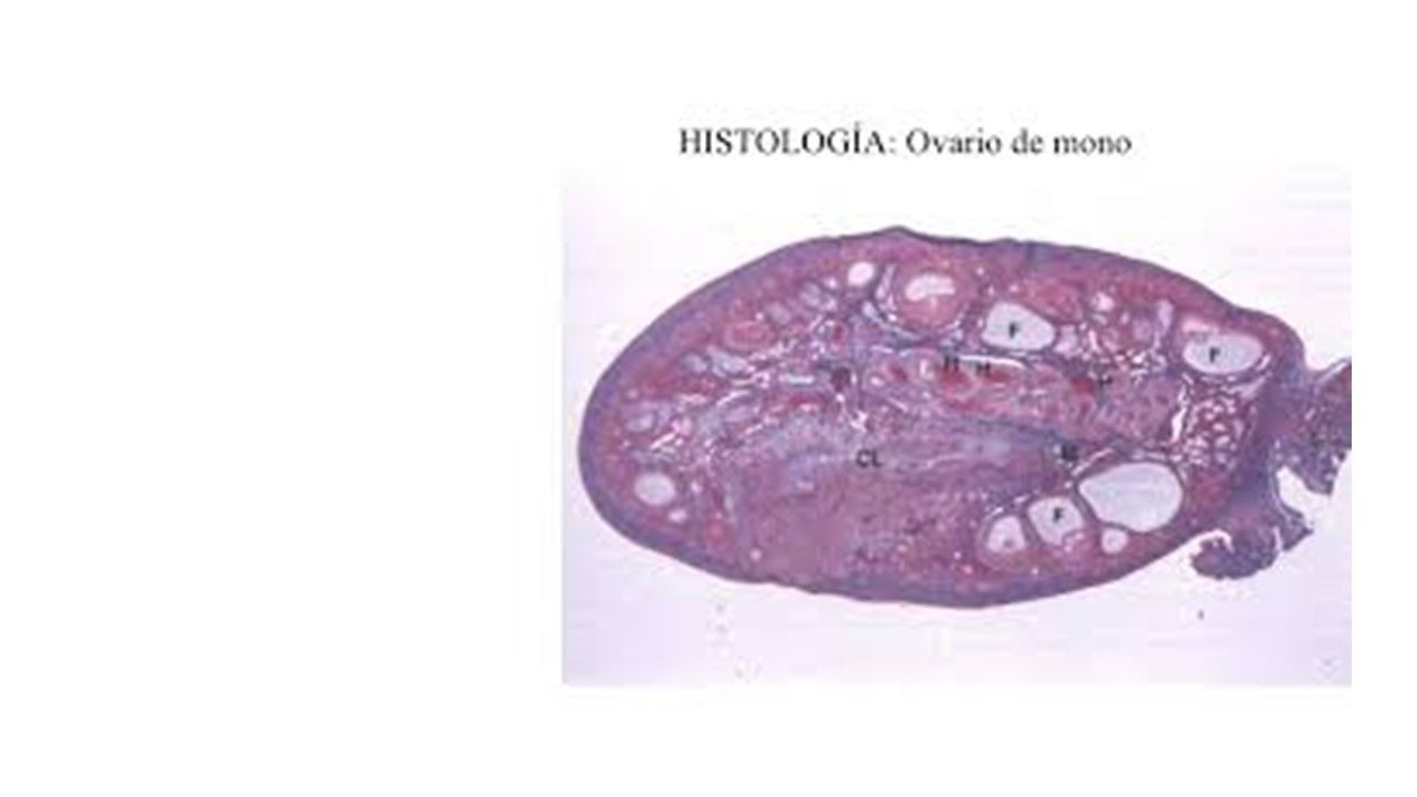 Sesión 42: Enfermedades endócrinas y endometriosis
