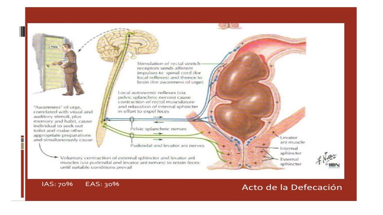 Sesión 39: Incontinencia urinaria, prolapso genital y trastornos del piso pélvico