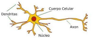Funcionamiento cerebral en la educación