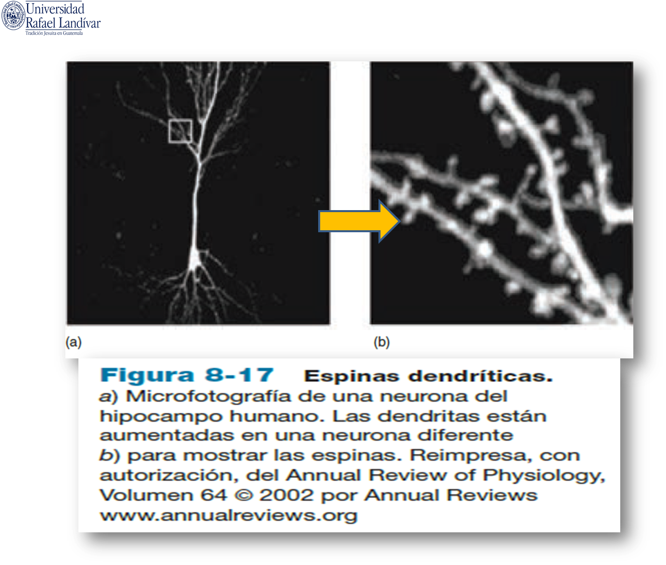 Funcionamiento cerebral en la educación
