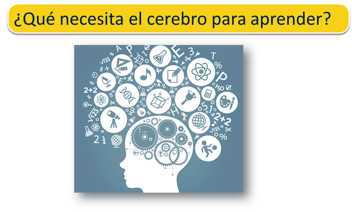 Funcionamiento cerebral en la educación