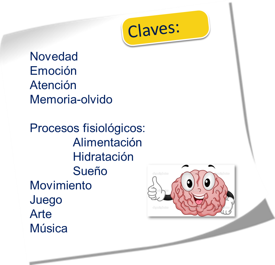 Funcionamiento cerebral en la educación
