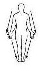 Distal La mano es más distal que el hombro, o la mano es distal al hombro
