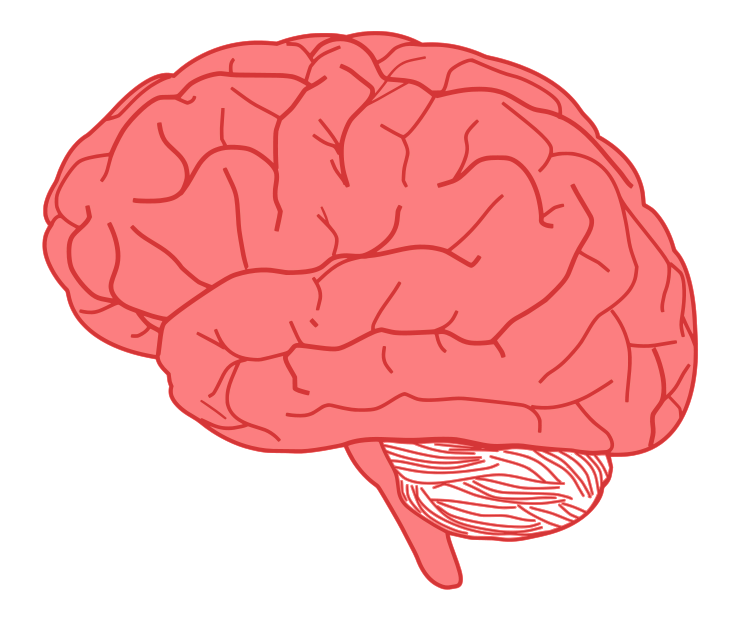 Neurobiology and behaviour - the brain WJEC