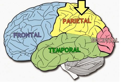 Procesamiento de la información sensorial procedente de varias partes del cuerpo, el conocimiento de los números y sus relaciones y en la...