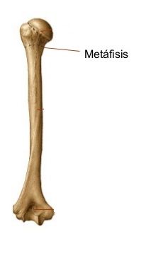 Metáfisis