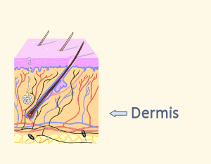 Dermis