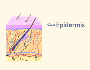 Epidermis