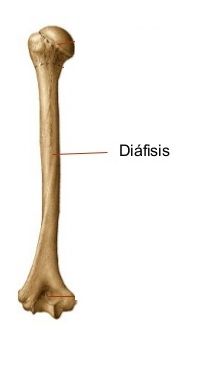 Diáfisis