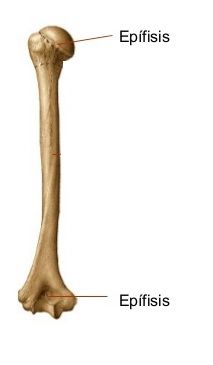 Epífisis